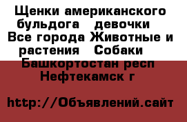 Щенки американского бульдога ( девочки) - Все города Животные и растения » Собаки   . Башкортостан респ.,Нефтекамск г.